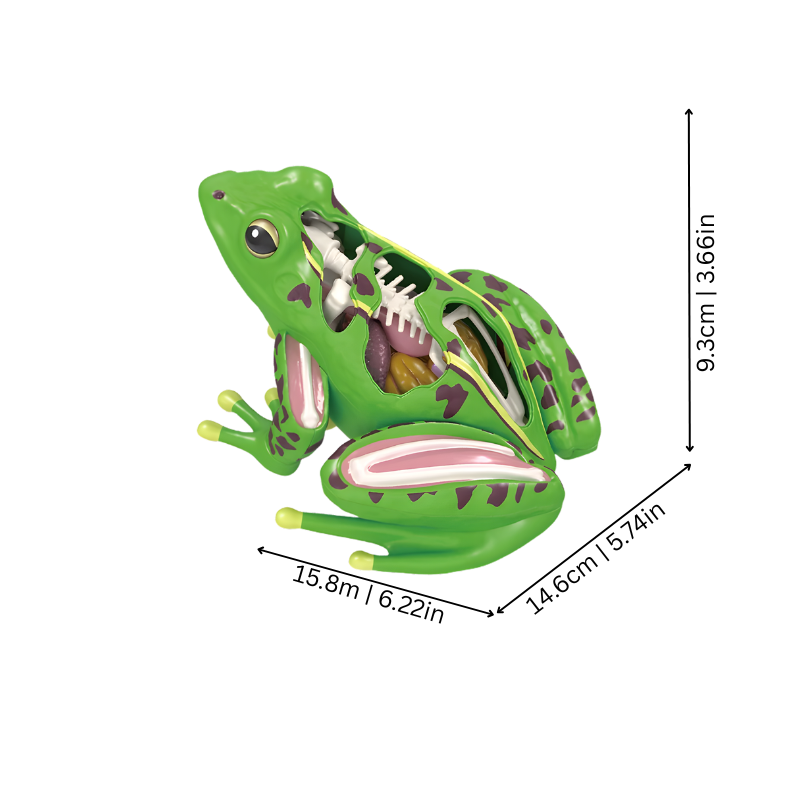 Modèle de grenouille en ABS avec détails anatomiques visibles