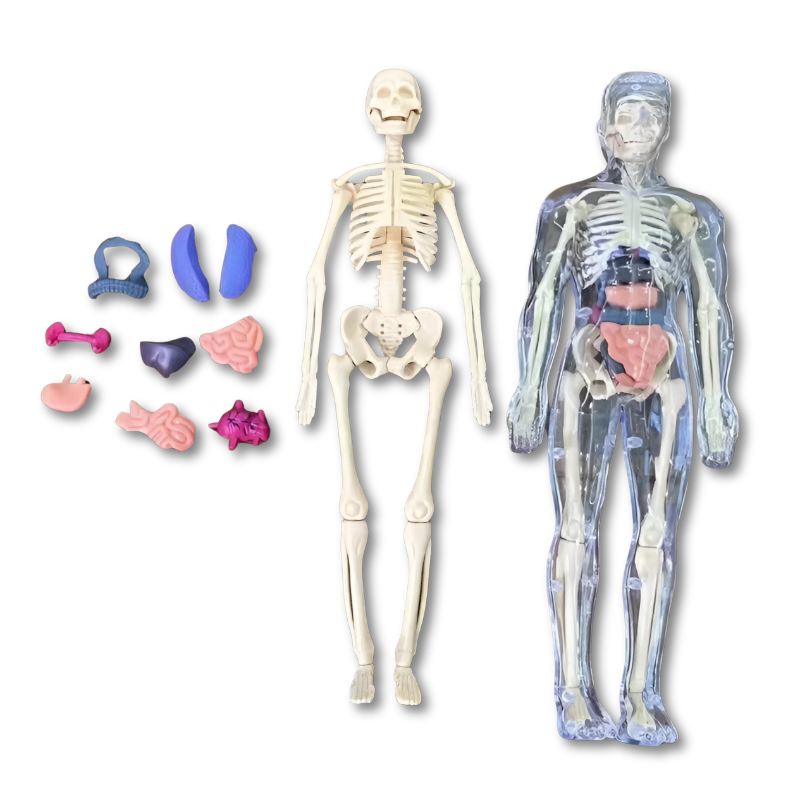 Vue complète d'un crâne humain 3D en pièces détachées