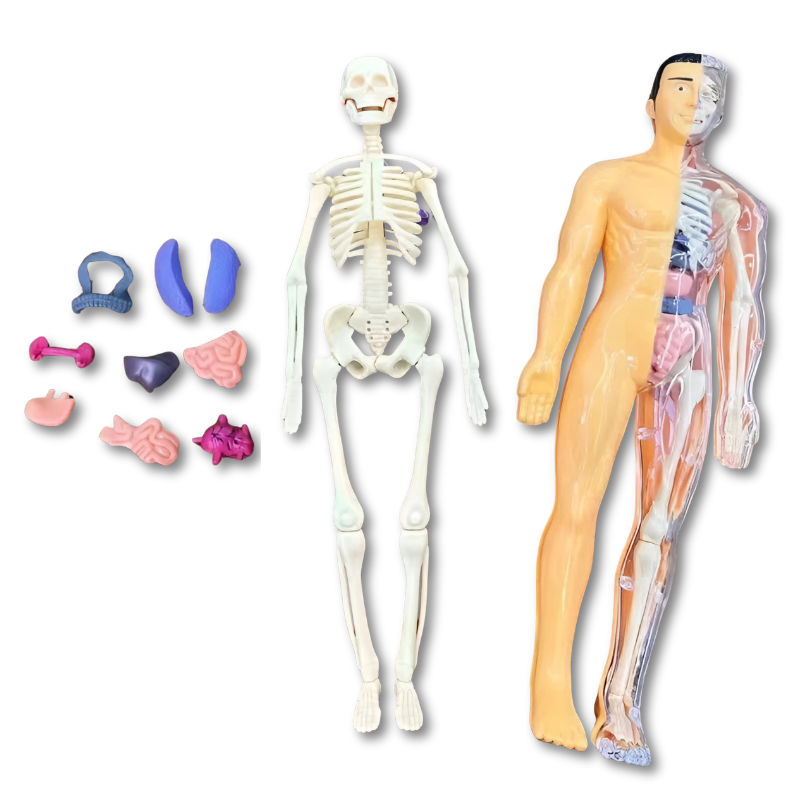 Demi-crâne anatomique 3D montrant des détails internes