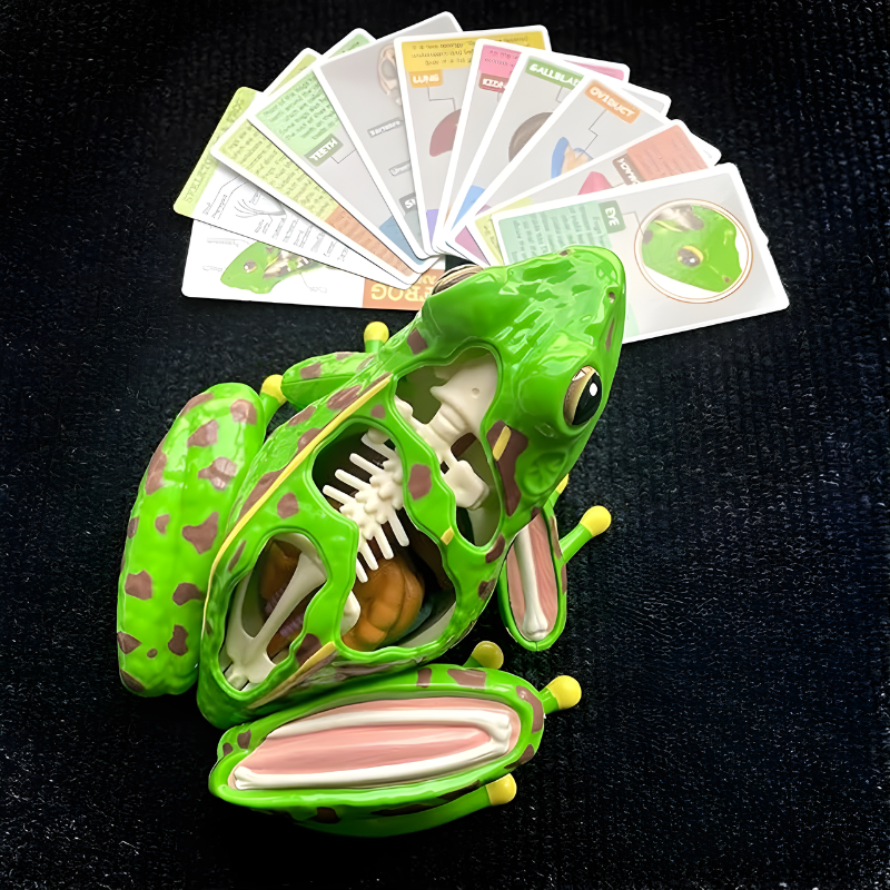 Vue d'ensemble du modèle interactif de grenouille pour enfants
