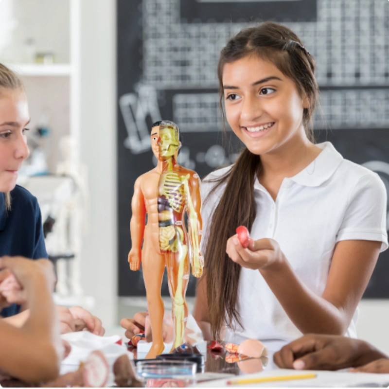 Détail des organes internes de la figurine éducative