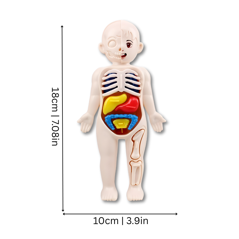 Vue d'ensemble du modèle 3D du corps humain