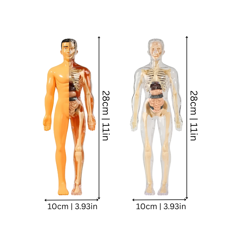 Enfant assemblant un puzzle d'anatomie 3D sur une table