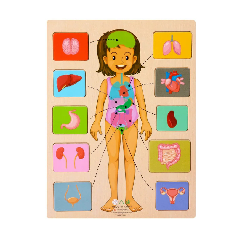 Puzzle en bois style 4, pièces montrant organes et systèmes
