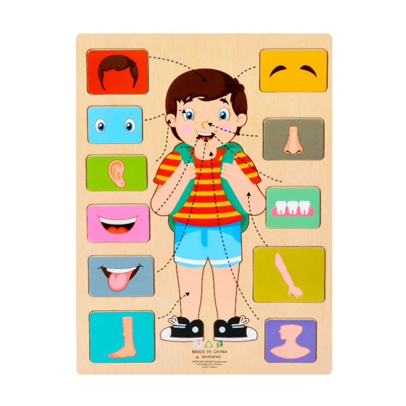 Style 5 du puzzle éducatif avec pièces représentant les muscles