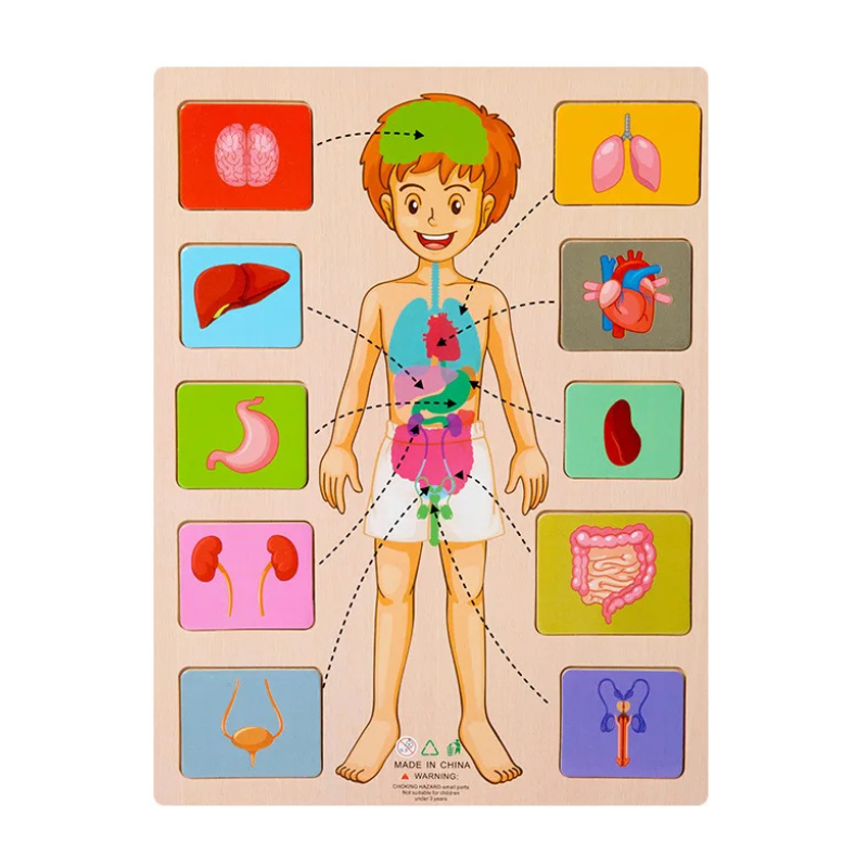 Style 6 du puzzle en bois illustrant le système digestif